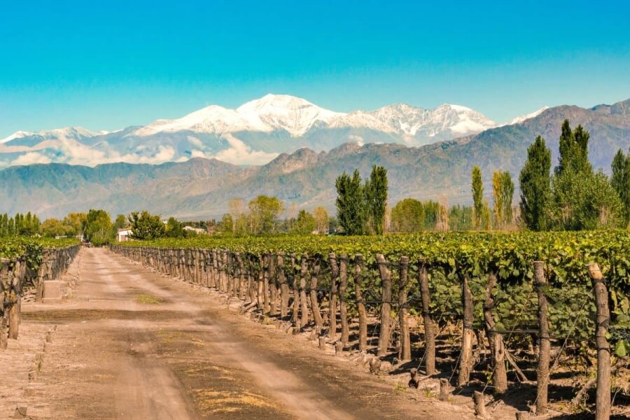 Viñedos de Mendoza