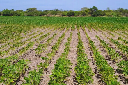 Campo sembrado de soja en el Gran Chaco afectado por altas temperaturas y estrés térmico.
