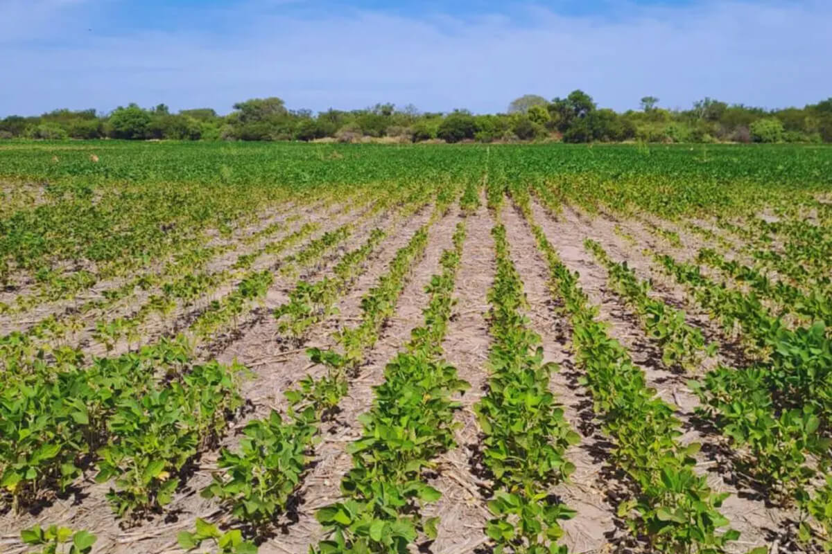 Campo sembrado de soja en el Gran Chaco afectado por altas temperaturas y estrés térmico.