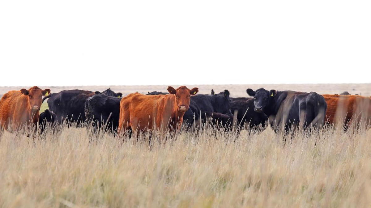 Ganado vacuno pastando en campo argentino, símbolo del crecimiento del sector ganadero nacional.