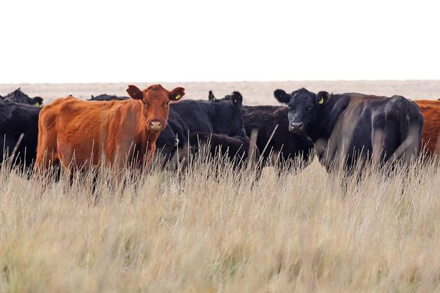 Ganado vacuno pastando en campo argentino, símbolo del crecimiento del sector ganadero nacional.