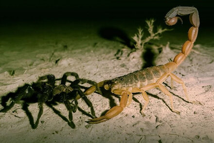 Araña y alacrán, especies protagonistas de la charla educativa sobre convivencia con la fauna local en Reconquista.