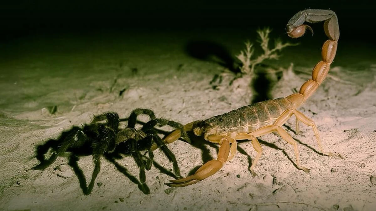 Araña y alacrán, especies protagonistas de la charla educativa sobre convivencia con la fauna local en Reconquista.