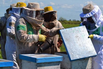 Apicultores del norte santafesino trabajando con colmenas en el marco de los fondos provinciales gestionados por la ADR Reconquista.