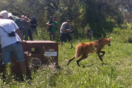 Aguará guazú liberado en la Reserva El Fisco, Santa Fe — conservación de fauna silvestre y biodiversidad