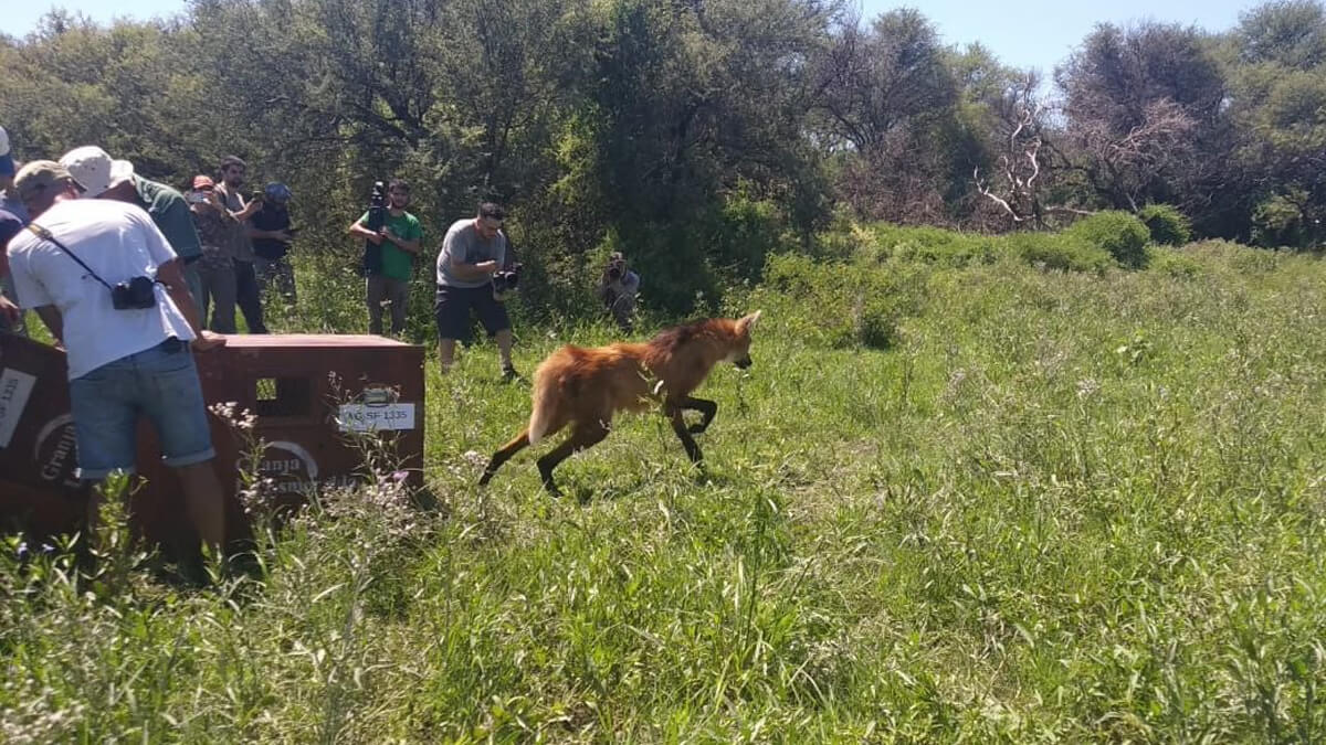 Aguará guazú liberado en la Reserva El Fisco, Santa Fe — conservación de fauna silvestre y biodiversidad