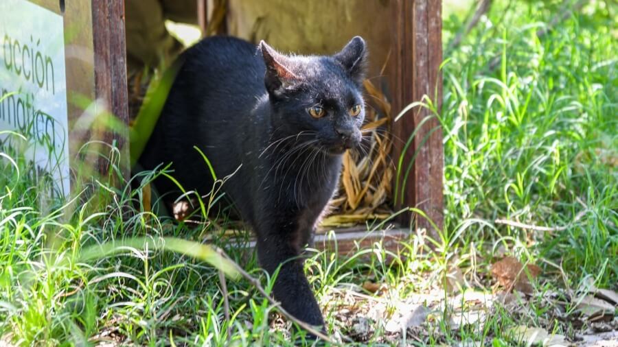 Liberación de un gato monté juvenil