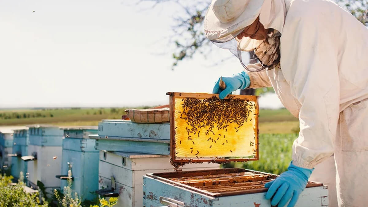Apicultor trabajando en colmena
