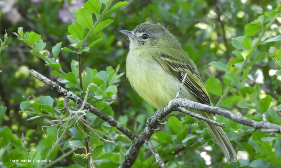 Picochato grande uno de las aves que se puede avistar en la Reserva
