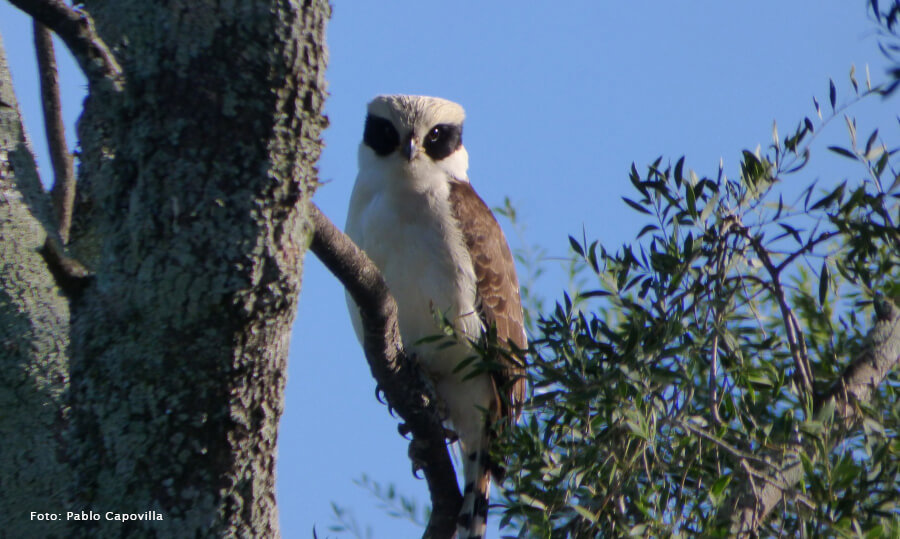 Guaycurú, ave registrada en la Reserva por Pablo Capovilla