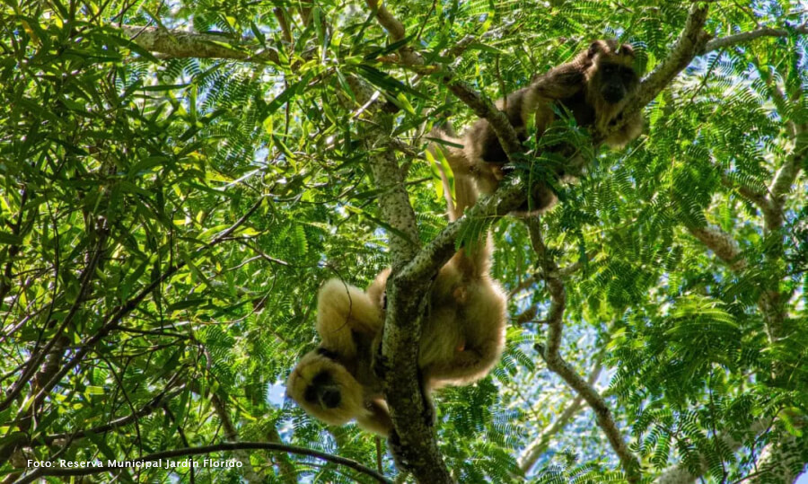 Ejemplares de Mono carayá, una de las especies que puede observarse en la Reserva Jardín Florido
