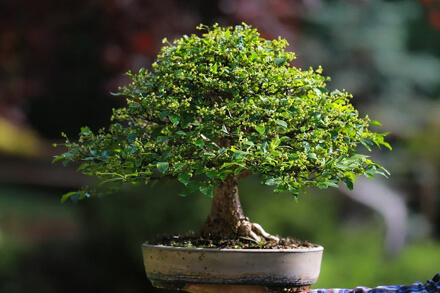 Exposición de bonsáis en la Casa del Bicentenario de Reconquista - arte natural, cultivo y demostración en la Expo Bonsái 2025