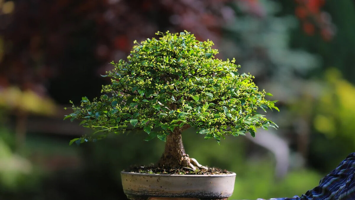 Exposición de bonsáis en la Casa del Bicentenario de Reconquista - arte natural, cultivo y demostración en la Expo Bonsái 2025