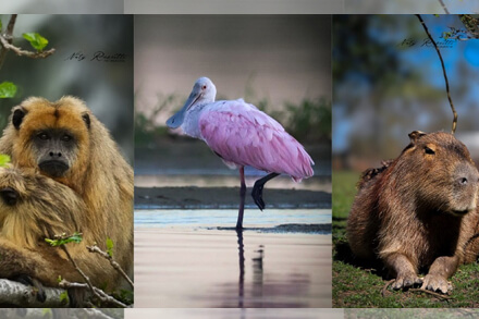 Fotografías de Natalia Ruscitti sobre el humedal Jaaukanigás expuestas en la Legislatura Provincial de Santa Fe