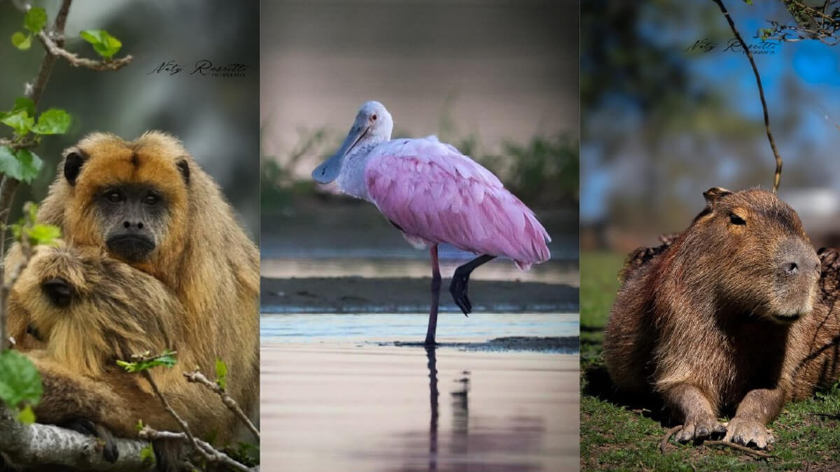 Fotografías de Natalia Ruscitti sobre el humedal Jaaukanigás expuestas en la Legislatura Provincial de Santa Fe