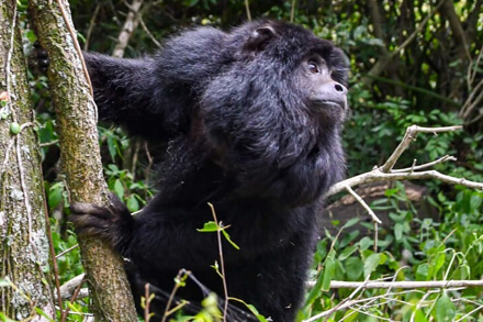 Ejemplar macho de Mono Carayá