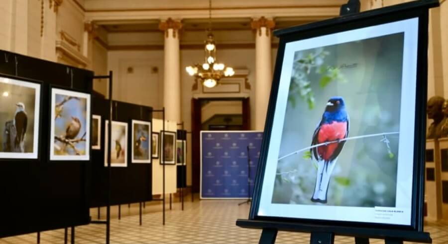 Imagenes de diversas especies de aves que habitan el Jaaukanigas, retratadas por Natalia Ruscitti, son expuestas en el Hall de la Legislatura santafesina