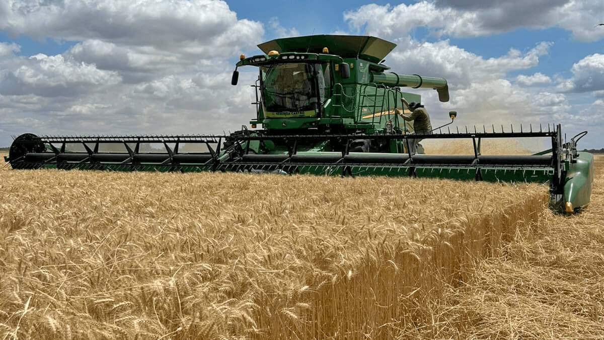 cosecha de trigo 2025 en Santa Fe con rindes históricos según INTA Reconquista