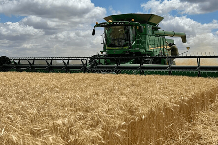 cosecha de trigo 2025 en Santa Fe con rindes históricos según INTA Reconquista