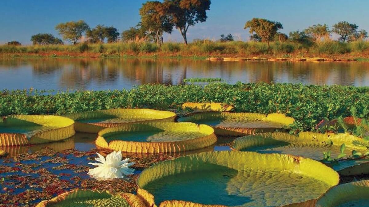 Paisaje natural del Jaaukanigás con humedales, vegetación nativa y fauna típica del sitio Ramsar en el norte santafesino