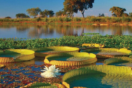 Paisaje natural del Jaaukanigás con humedales, vegetación nativa y fauna típica del sitio Ramsar en el norte santafesino