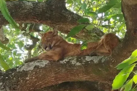 Puma trepado en árbol en vivienda de Cayastá, costa santafesina