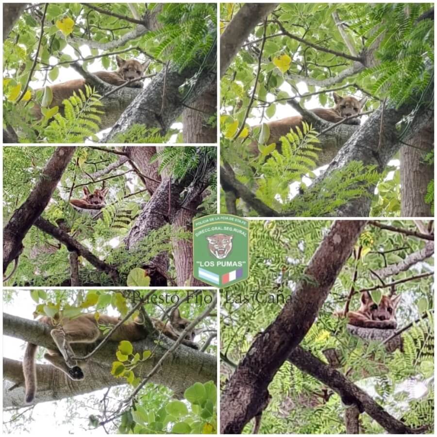 Imagenes de los pumas que aparecieron Cayastá, difundidas por La Guardia Rural Los Pumas del Puesto Fijo Las Cañas