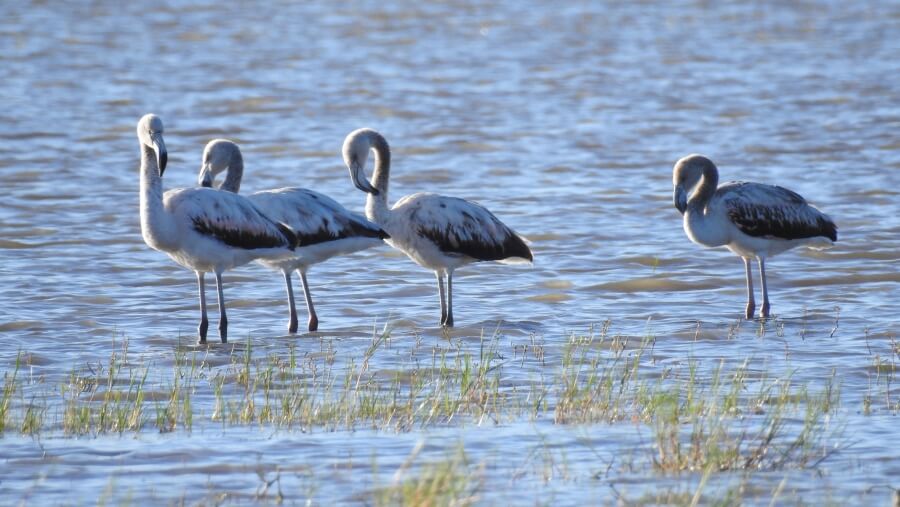 Flamencos austral en la Laguna El Bonete en el norte santafesino