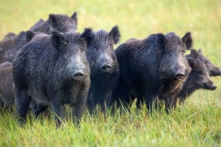 jabalíes en zona rural del norte de Santa Fe