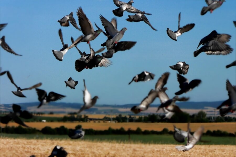Las palomas, uno de los grandes problemas en los cultivos