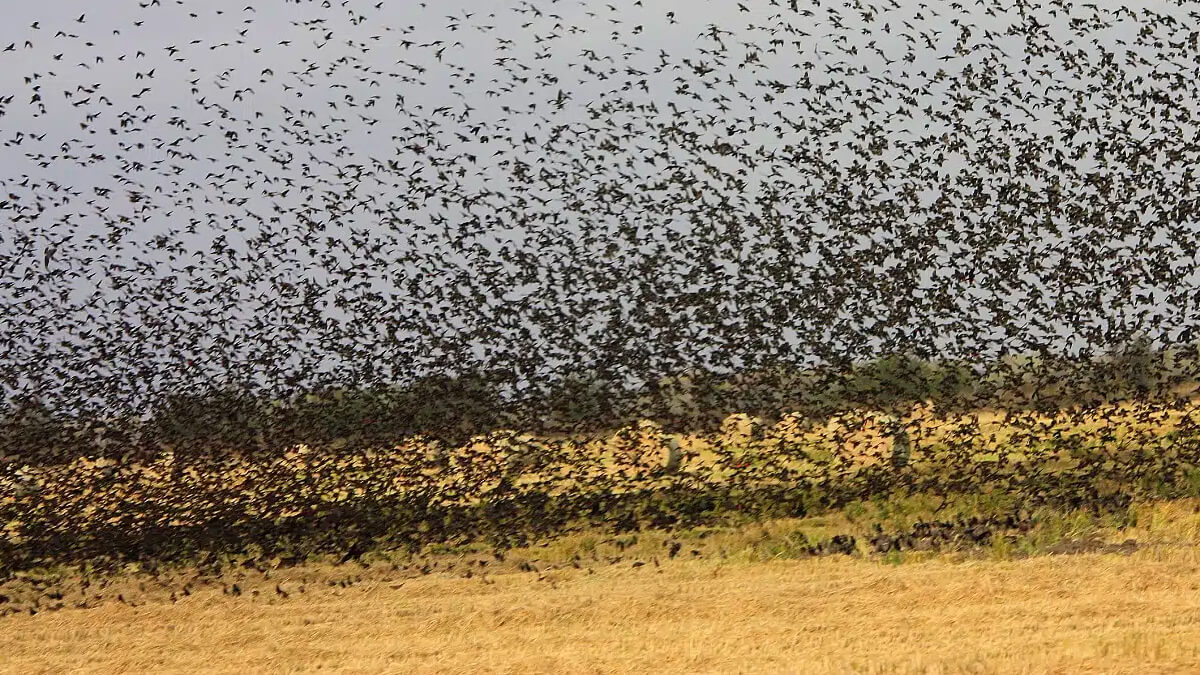 Gran bandada de palomas levantando vuelo y alimentándose en un campo sembrado afectado por plagas agrícolas en el norte santafesino