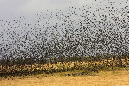 Gran bandada de palomas levantando vuelo y alimentándose en un campo sembrado afectado por plagas agrícolas en el norte santafesino