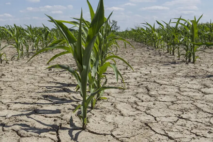 Cultivo de maíz afectado por la escasez de lluvia, plantas con estrés hídrico y suelo seco en zona agrícola argentina