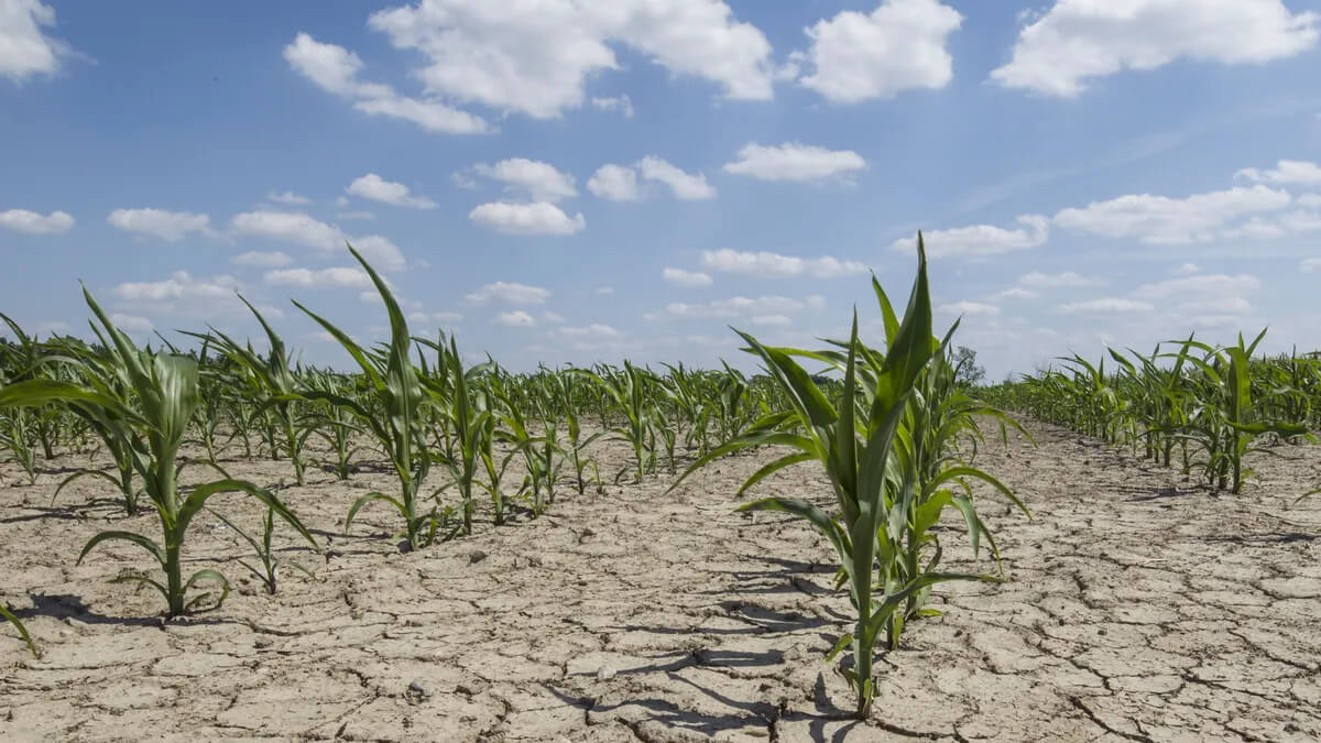 Cultivo de maíz afectado por la escasez de lluvia, plantas con estrés hídrico y suelo seco en zona agrícola argentina