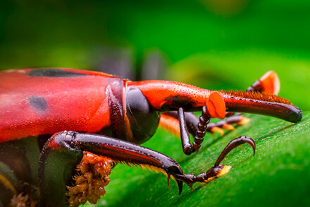 Adulto de Rhynchophorus ferrugineus picudo rojo en palmera