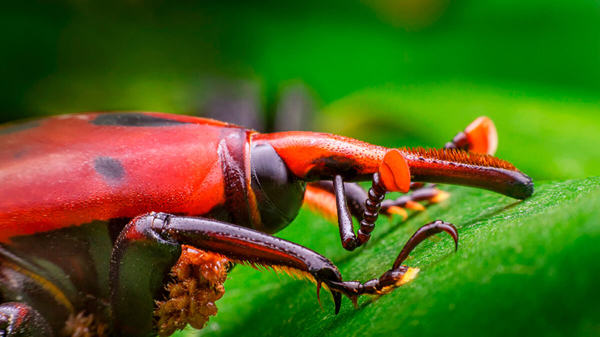 Adulto de Rhynchophorus ferrugineus picudo rojo en palmera