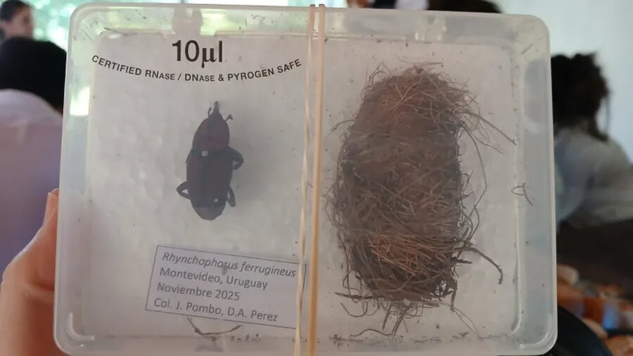 Ejemplar de Rhynchophorus ferrugineus picudo rojo y el nido que forma