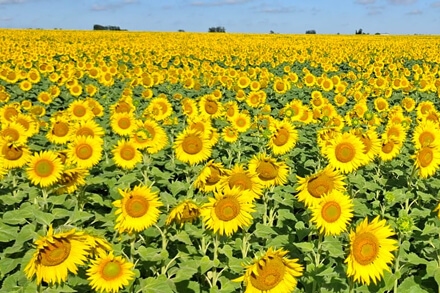 campo sembrado de girasoles florecidos control de aves manejo de fin de ciclo girasol argentina