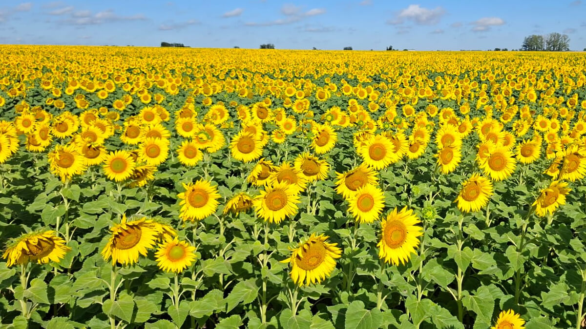 campo sembrado de girasoles florecidos control de aves manejo de fin de ciclo girasol argentina