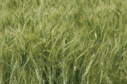 Cultivo de trigo tratado con nanofertilizantes nitrogenados que mejoran el rendimiento y la eficiencia del uso de nitrógeno