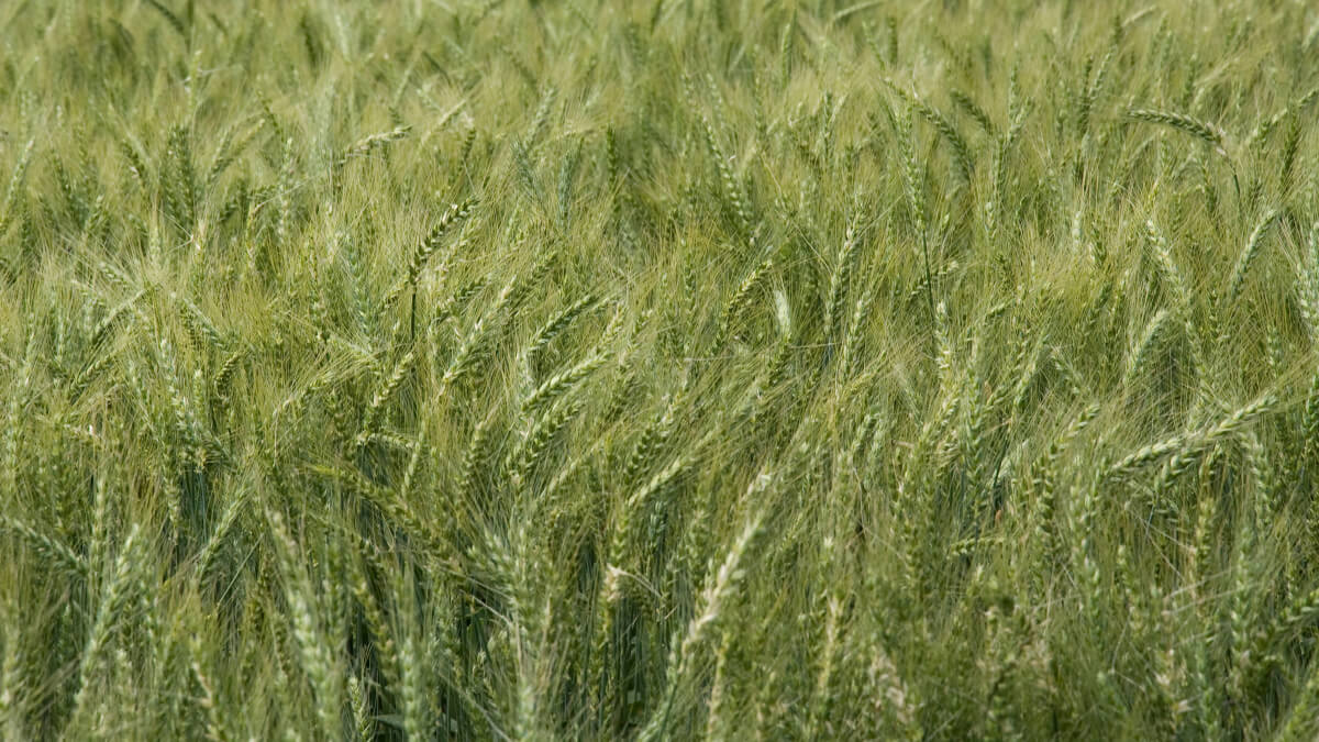 Cultivo de trigo tratado con nanofertilizantes nitrogenados que mejoran el rendimiento y la eficiencia del uso de nitrógeno