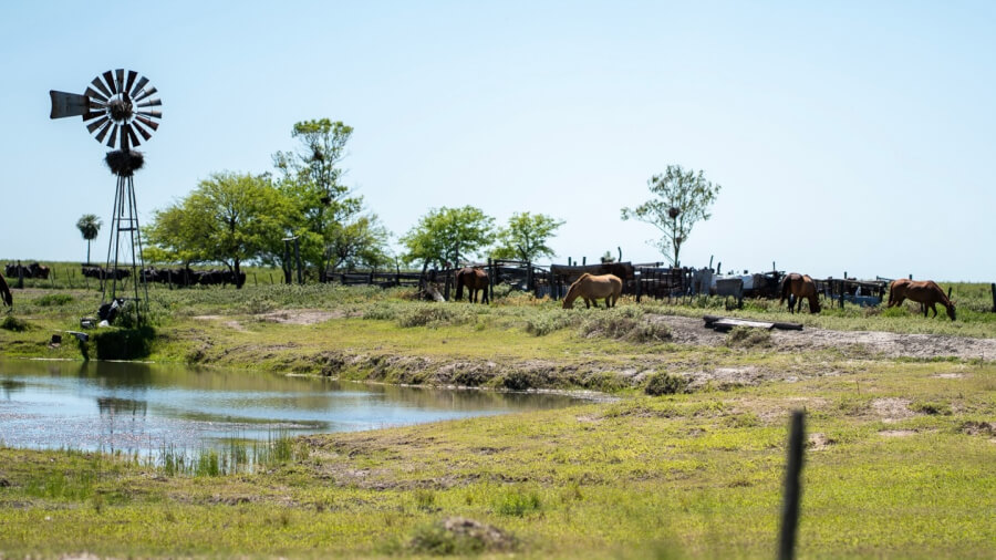 La actividad ganadera es una de las más importantes en la región norte. Aquí un rodeo en campo al borde de la RP 30