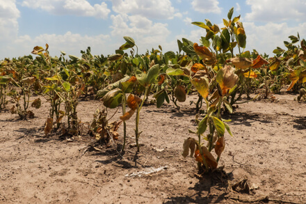 Campo de soja afectado por sequía