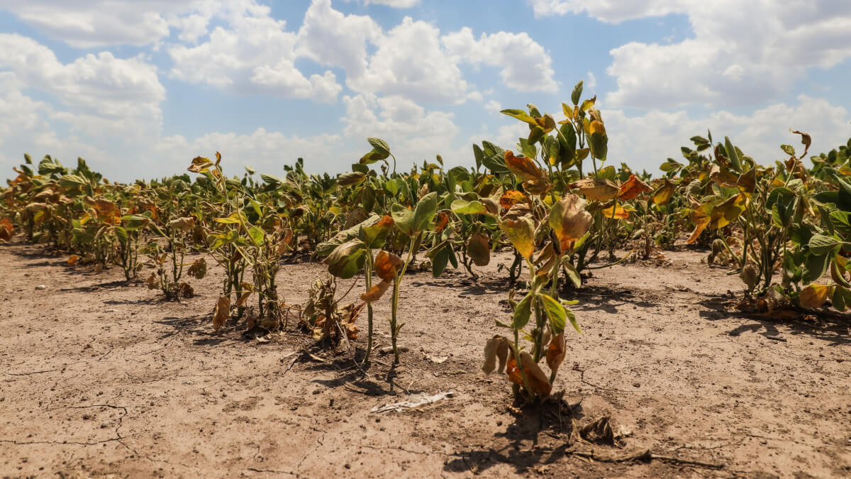 Campo de soja afectado por sequía