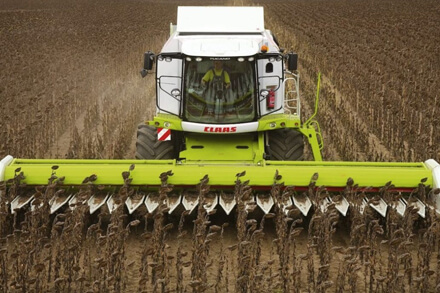 Campo santafesino con cosecha de girasol en avance, buenos rendimientos y plantas maduras