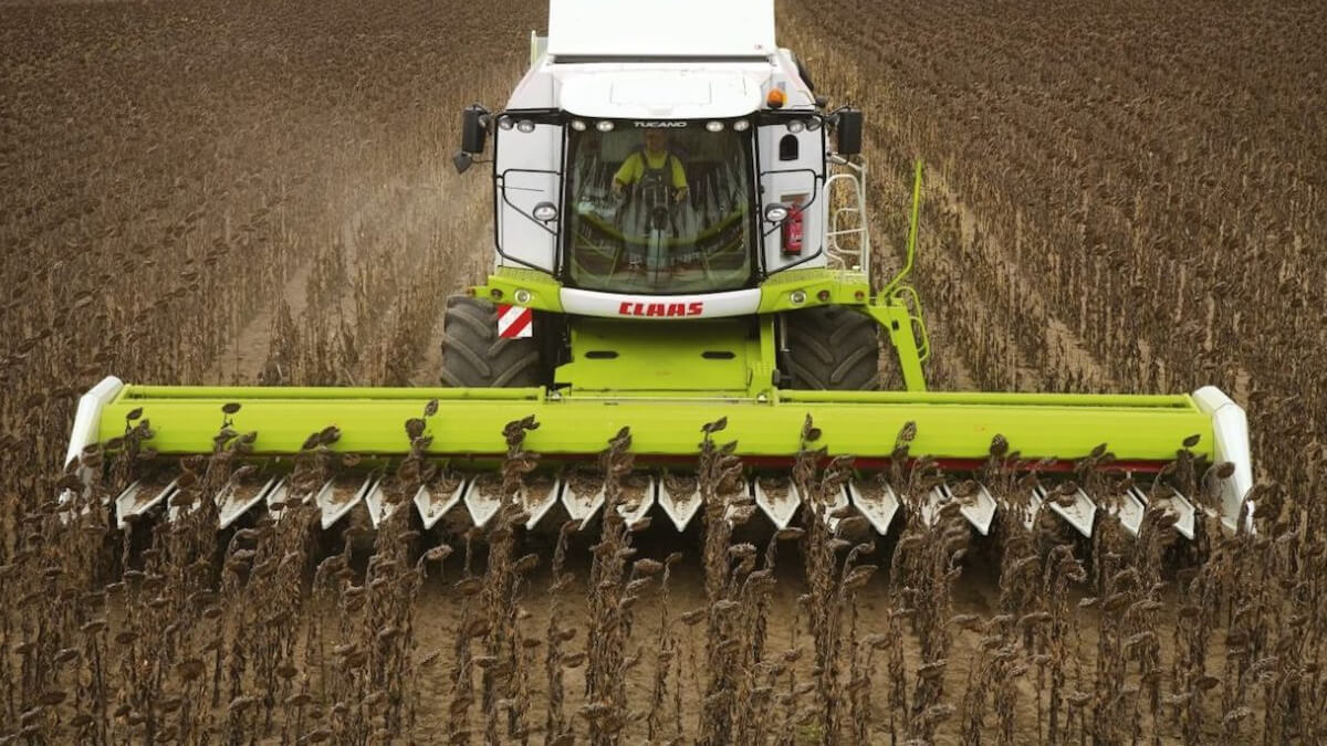 Campo santafesino con cosecha de girasol en avance, buenos rendimientos y plantas maduras