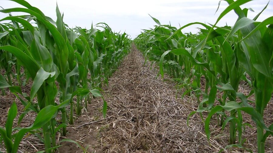 Lote de maíz temprano en Santa Fe con excelente desarrollo vegetativo y buen estado sanitario