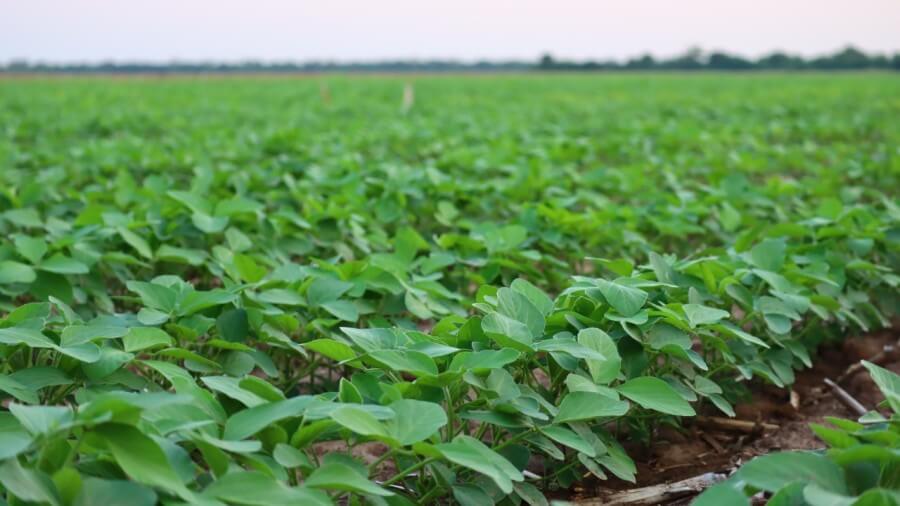 Campo cultivado con soja temprana en Santa Fe, crecimiento uniforme y óptima condición del cultivo