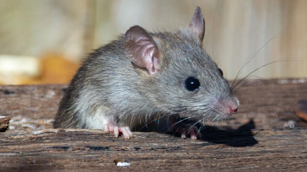 Roedor transmisor de leptospirosis en entorno urbano, principal vector de la bacteria leptospira