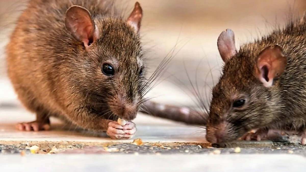 Prevención de la leptospirosis en Las Toscas por presencia de roedores en zonas urbanas